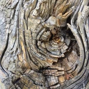 Meet your Posher, Carol